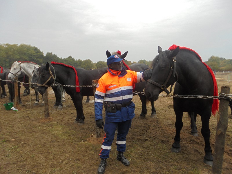 ANE ET PERCHERON 2